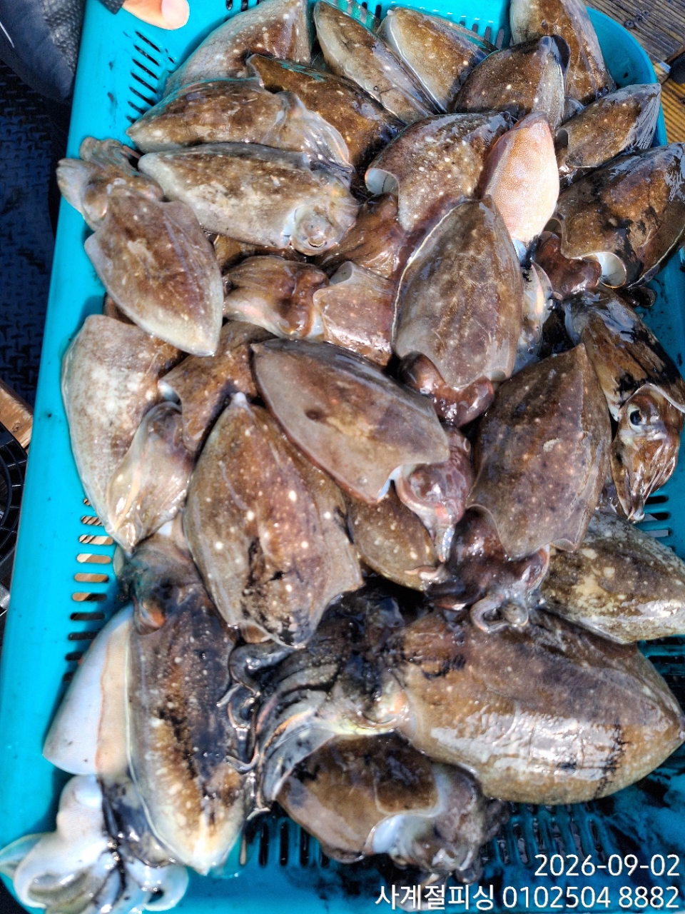 9월 2일 삼천포 갑오징어 선상낚시 조황 현장 사진 2