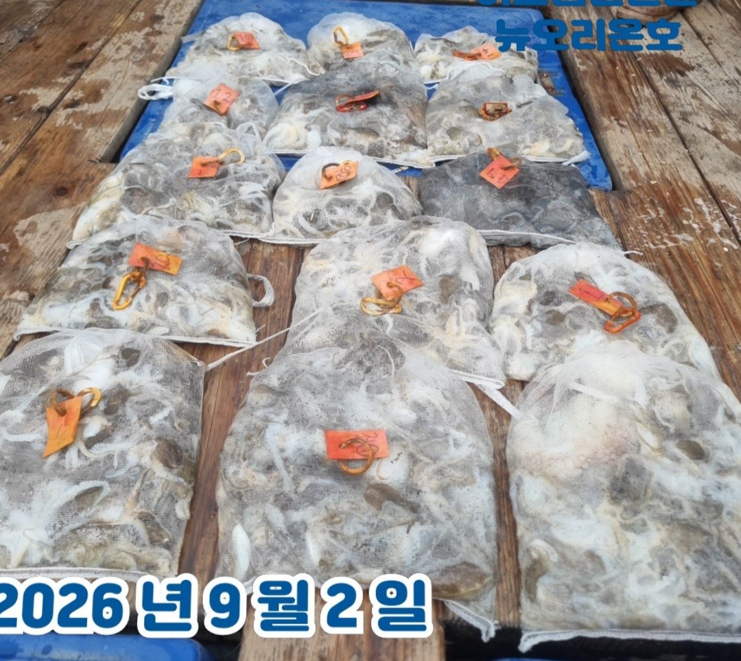 9월 2일 군산 주꾸미 선상낚시 조황 현장 사진 4