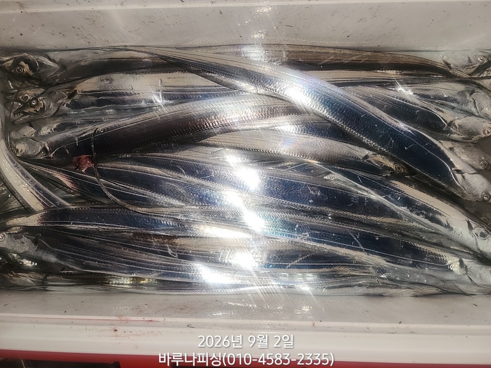 9월 1일 갈치 선상낚시 조황 현장 사진 5