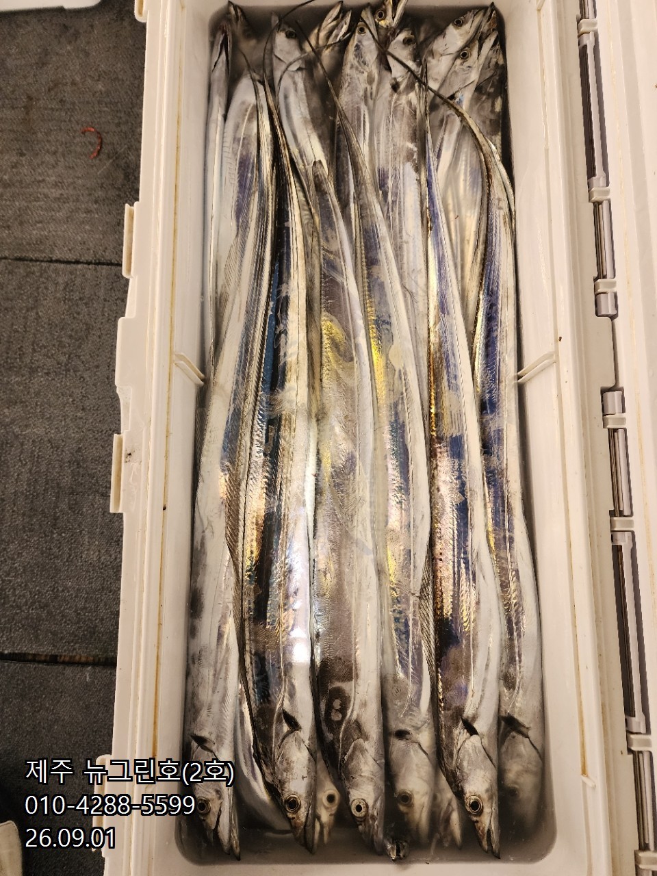 9월 1일 제주 갈치 선상낚시 조황 현장 사진 34