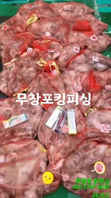 9월 2일 갑오징어 선상낚시 조황 현장 사진 1