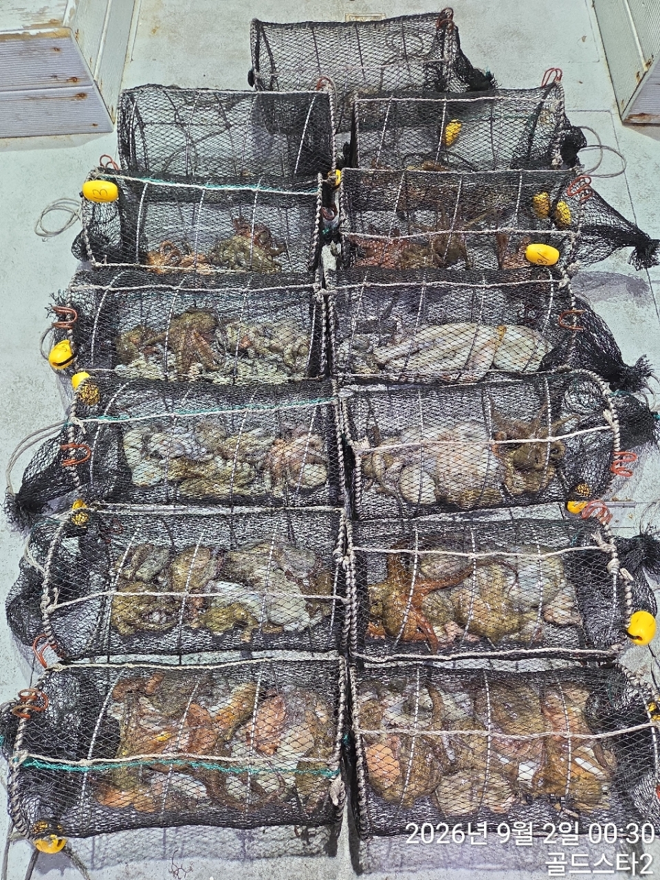 9월 1일 문어 선상낚시 조황 현장 사진 7