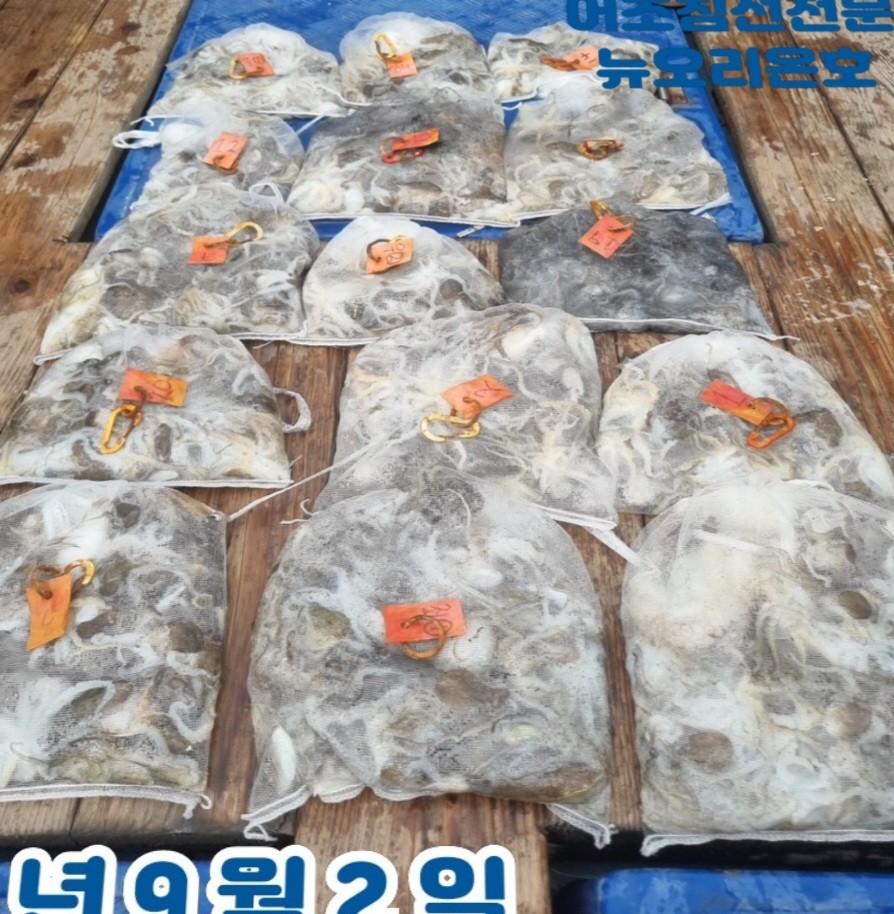 9월 2일 군산 주꾸미 선상낚시 조황 현장 사진 3