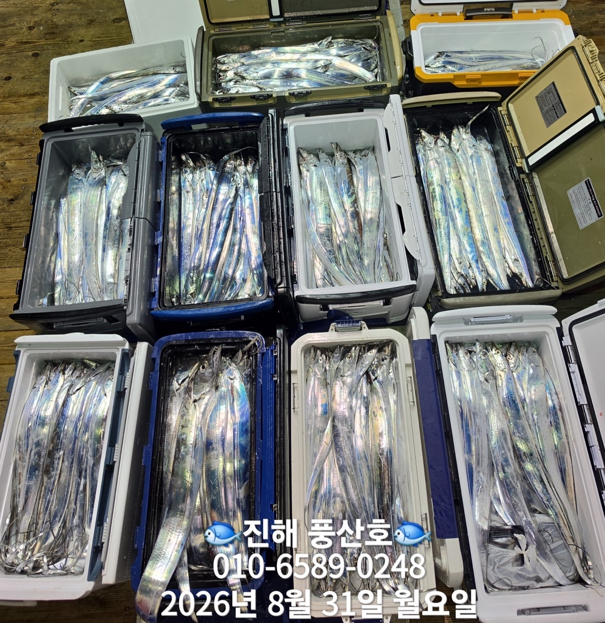 9월 2일 갈치 선상낚시 조황 현장 사진 13