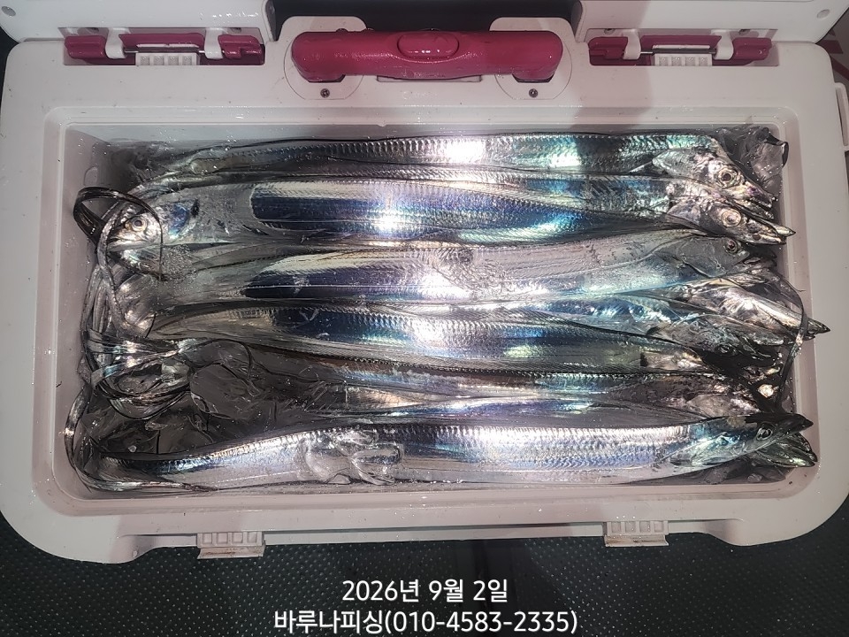9월 1일 갈치 선상낚시 조황 현장 사진 13