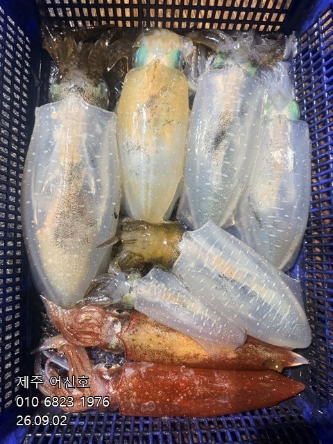 9월 1일 제주 무늬오징어 선상낚시 조황 현장 사진 15