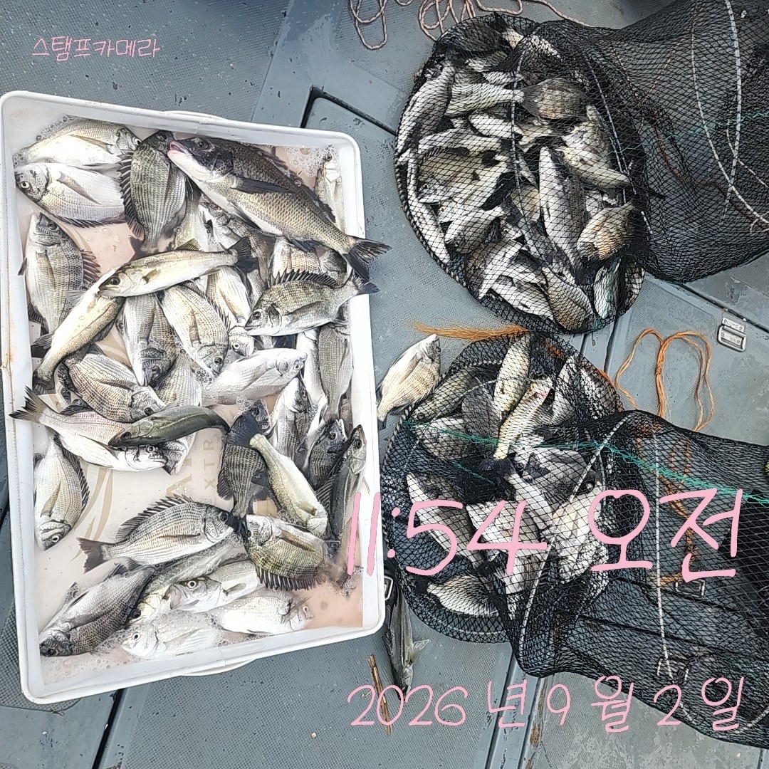 9월 2일 고성 감성돔 선상낚시 조황 현장 사진 1