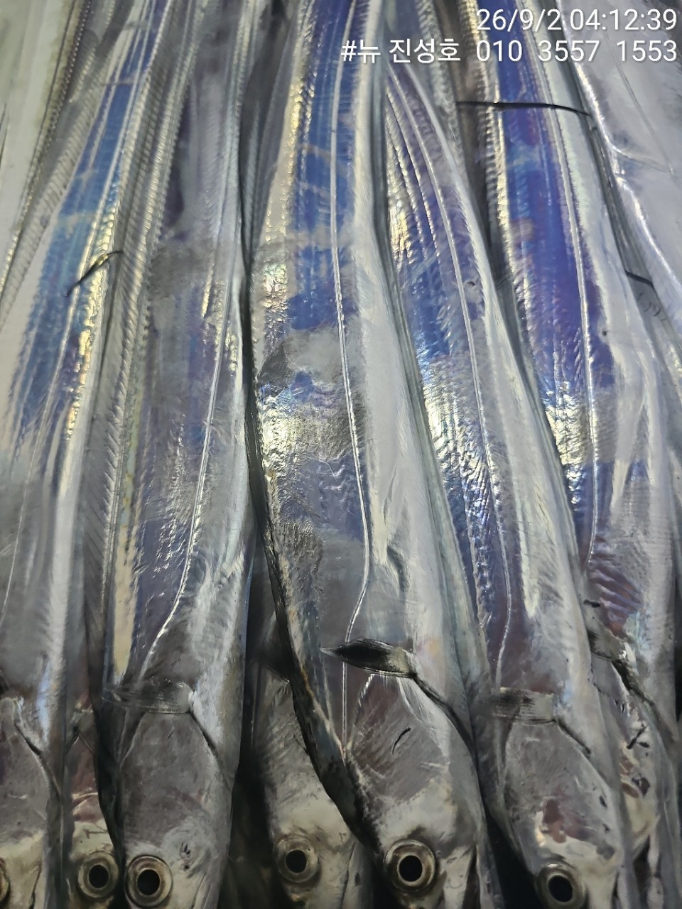 9월 2일 거제 선상낚시 조황 현장 사진 1