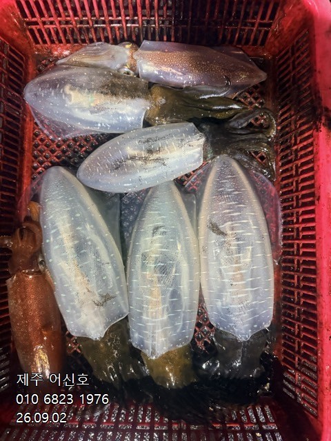 9월 1일 제주 무늬오징어 선상낚시 조황 현장 사진 14