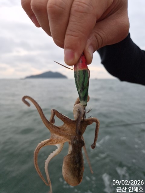 9월 2일 군산 갑오징어 선상낚시 조황 현장 사진 8