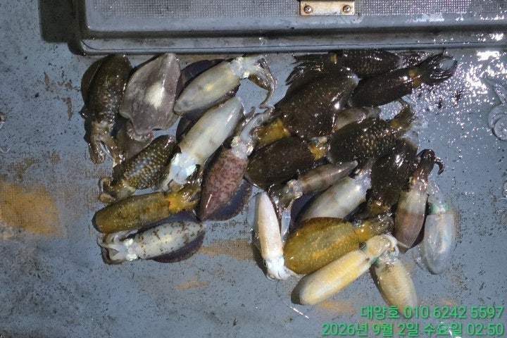 ����ڰ� �ø� �̹���