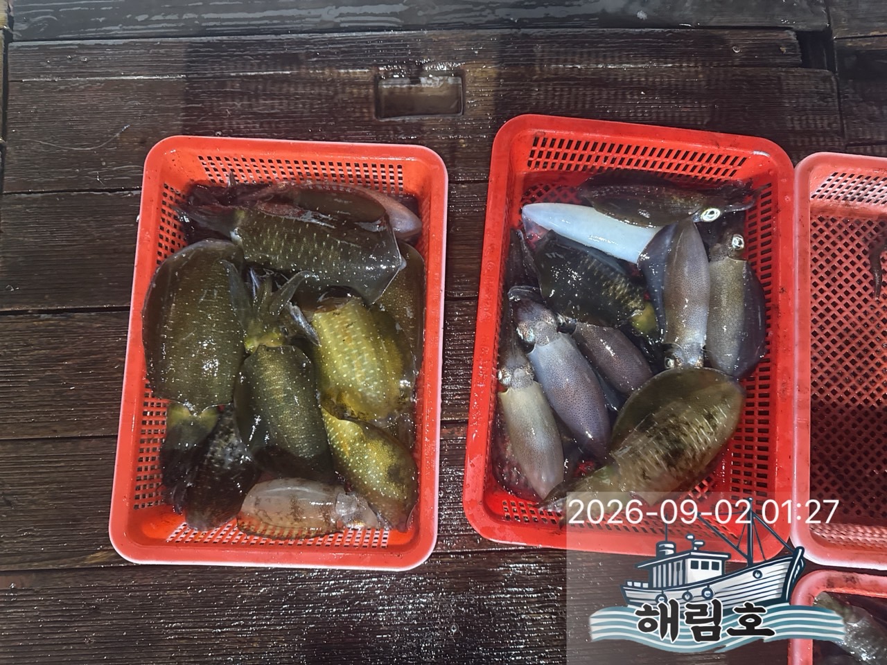 9월 1일 여수 무늬오징어 선상낚시 조황 현장 사진 4