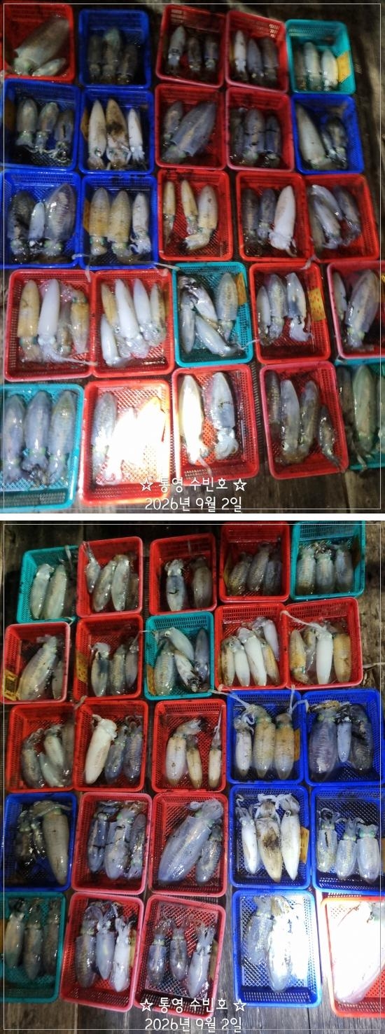 9월 2일 무늬오징어 선상낚시 조황 현장 사진 1
