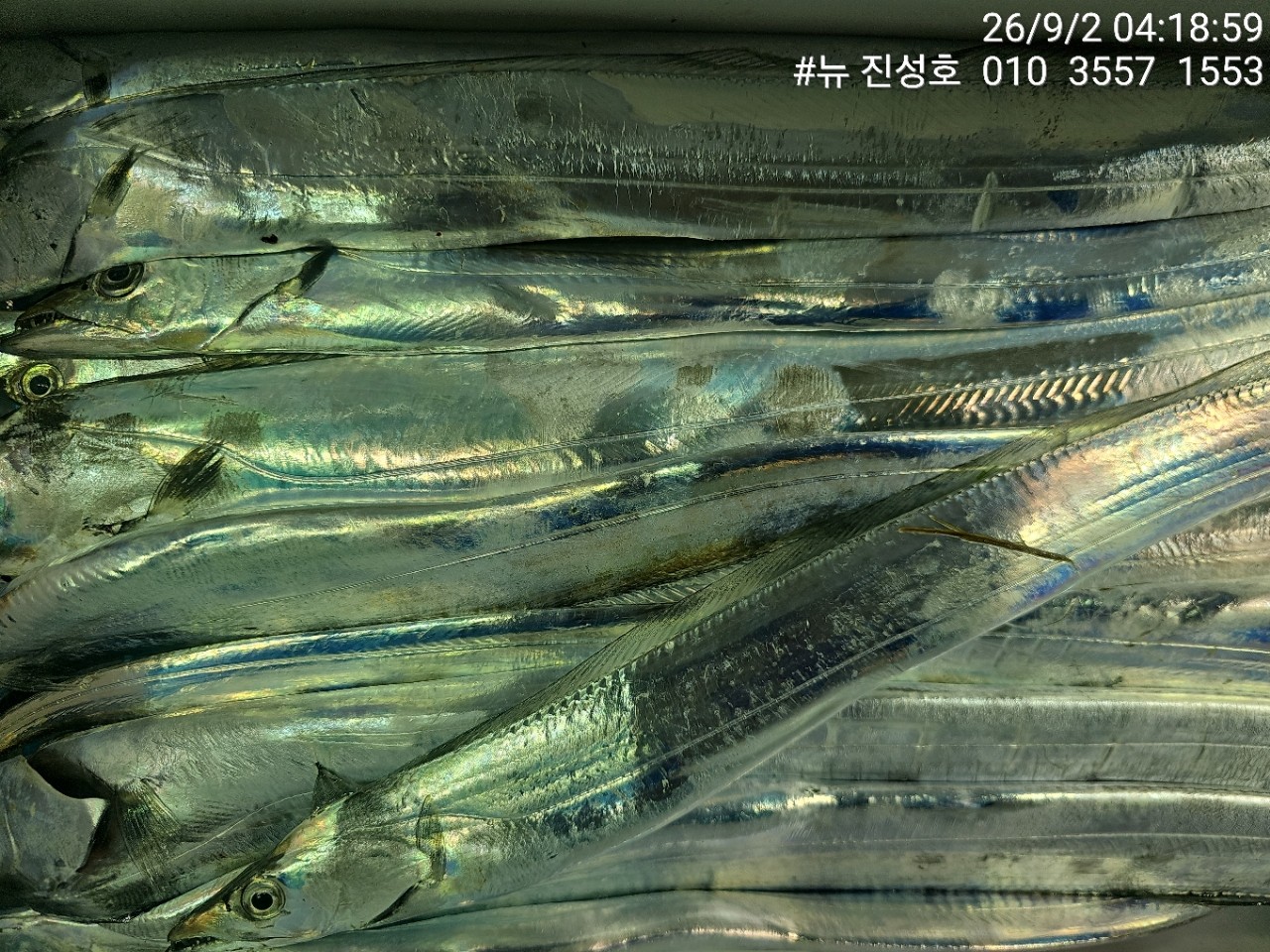 9월 2일 거제 선상낚시 조황 현장 사진 2