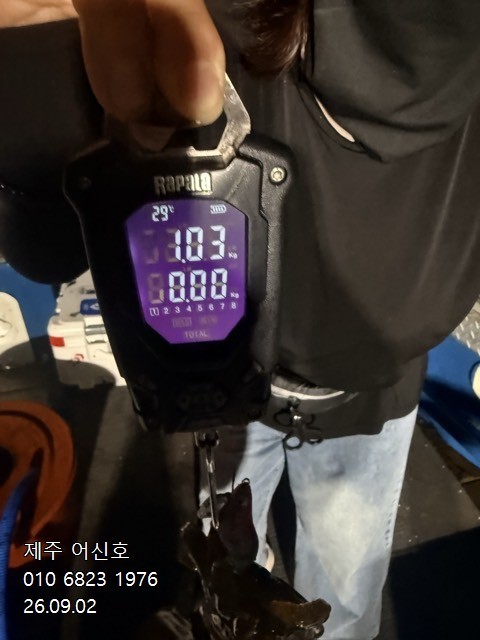 9월 1일 제주 무늬오징어 선상낚시 조황 현장 사진 4