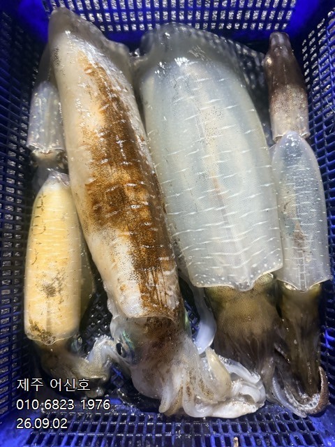 9월 1일 제주 무늬오징어 선상낚시 조황 현장 사진 12
