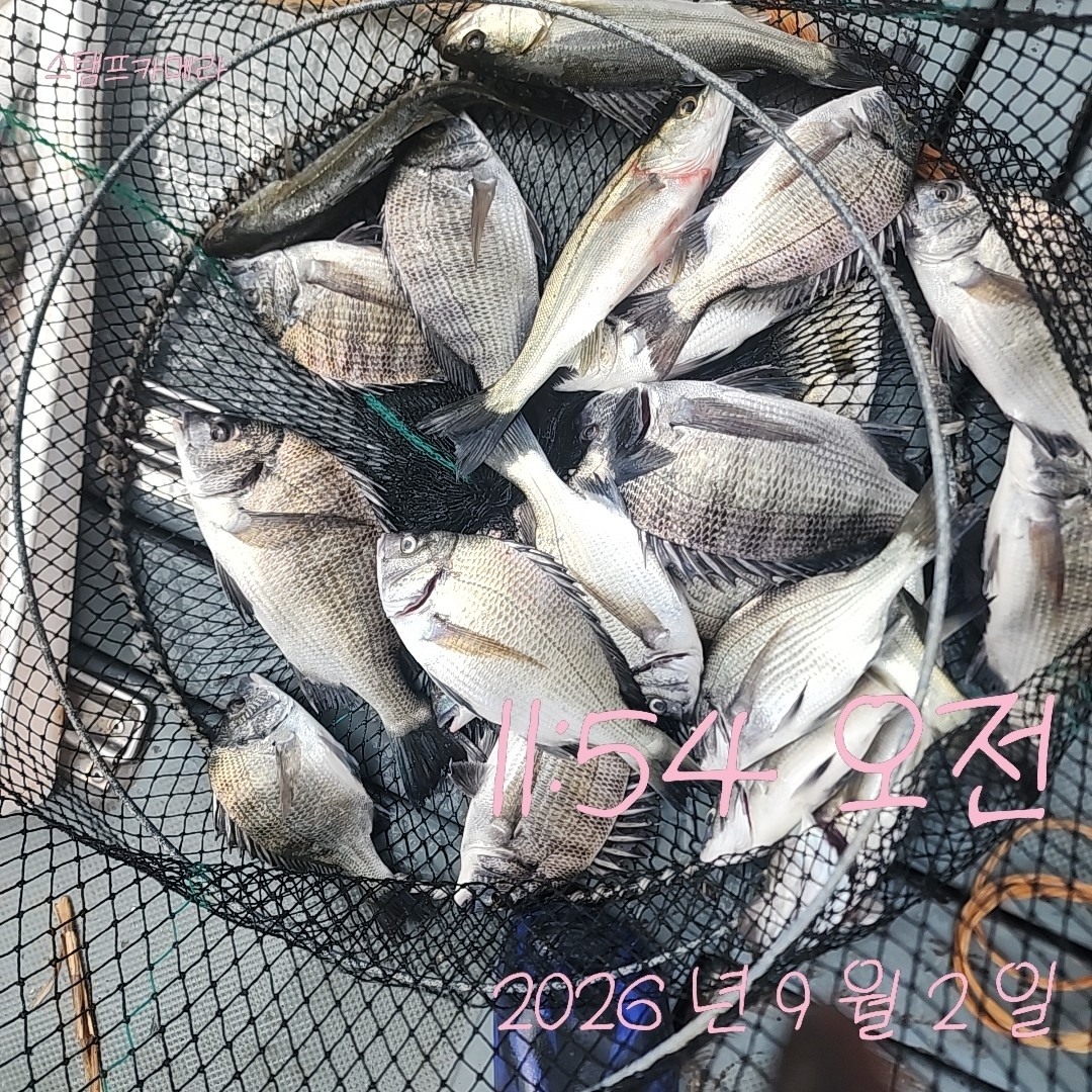 9월 2일 고성 감성돔 선상낚시 조황 현장 사진 3