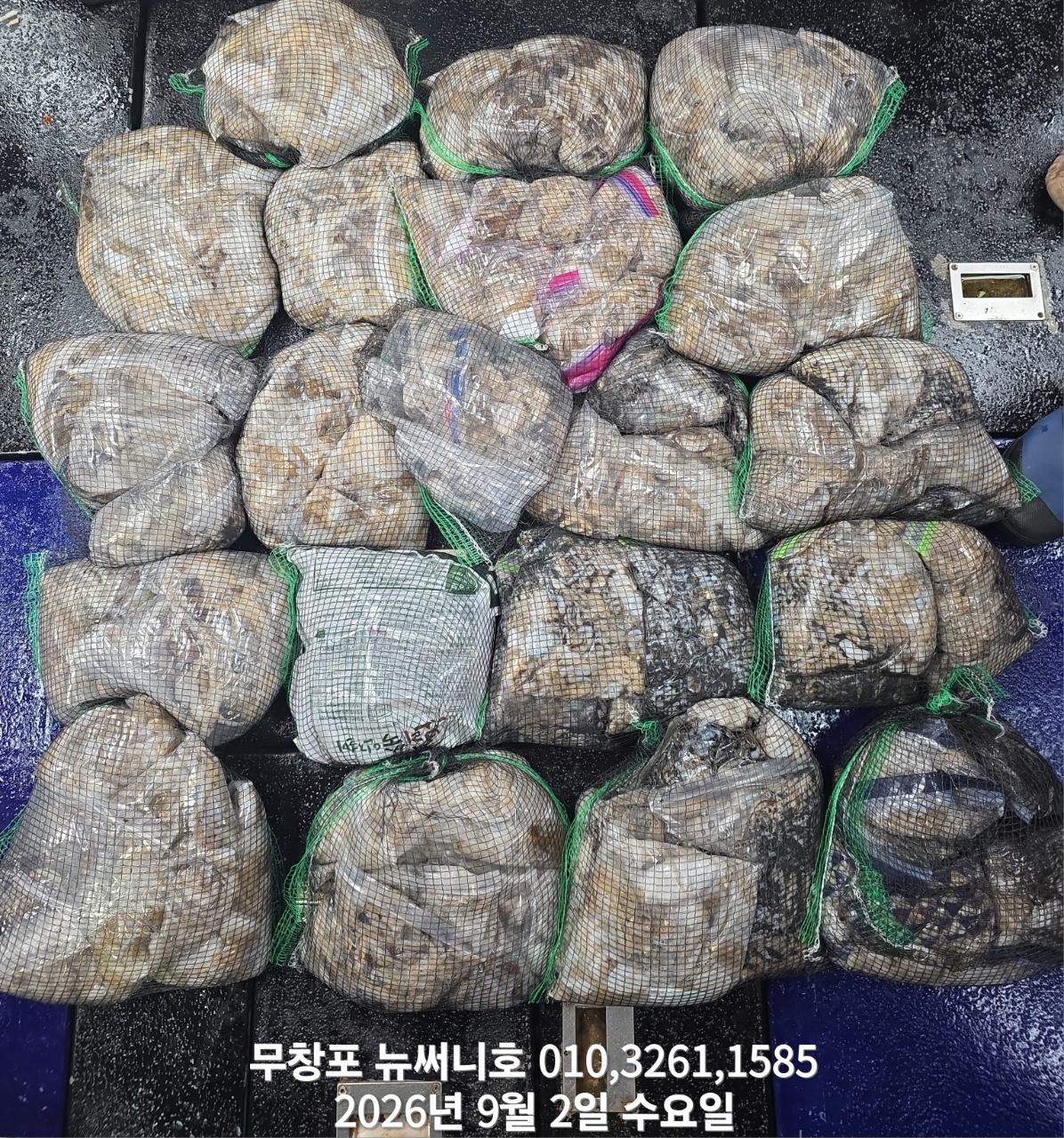 9월 2일 여수 갑오징어 선상낚시 조황 현장 사진 9