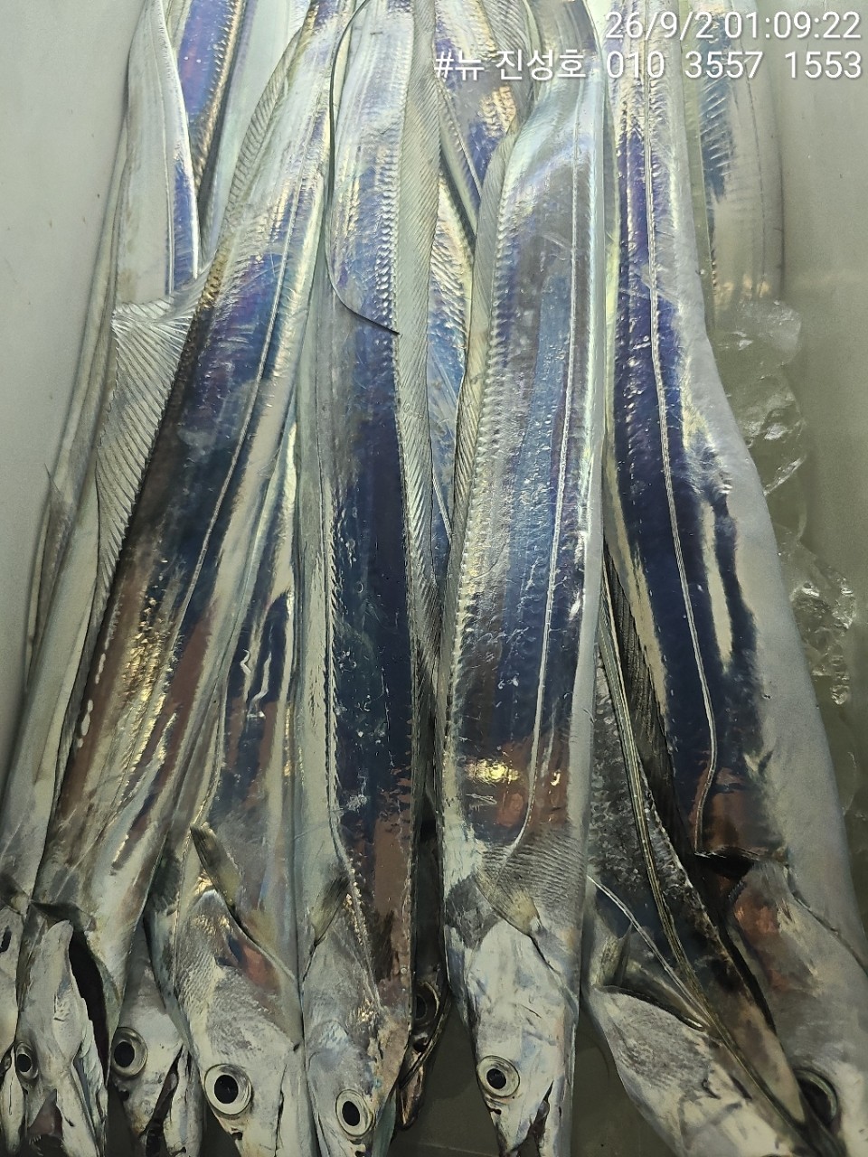 9월 2일 거제 선상낚시 조황 현장 사진 7