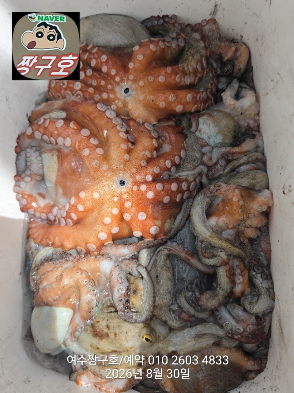 9월 2일 여수 문어 선상낚시 조황 현장 사진 22