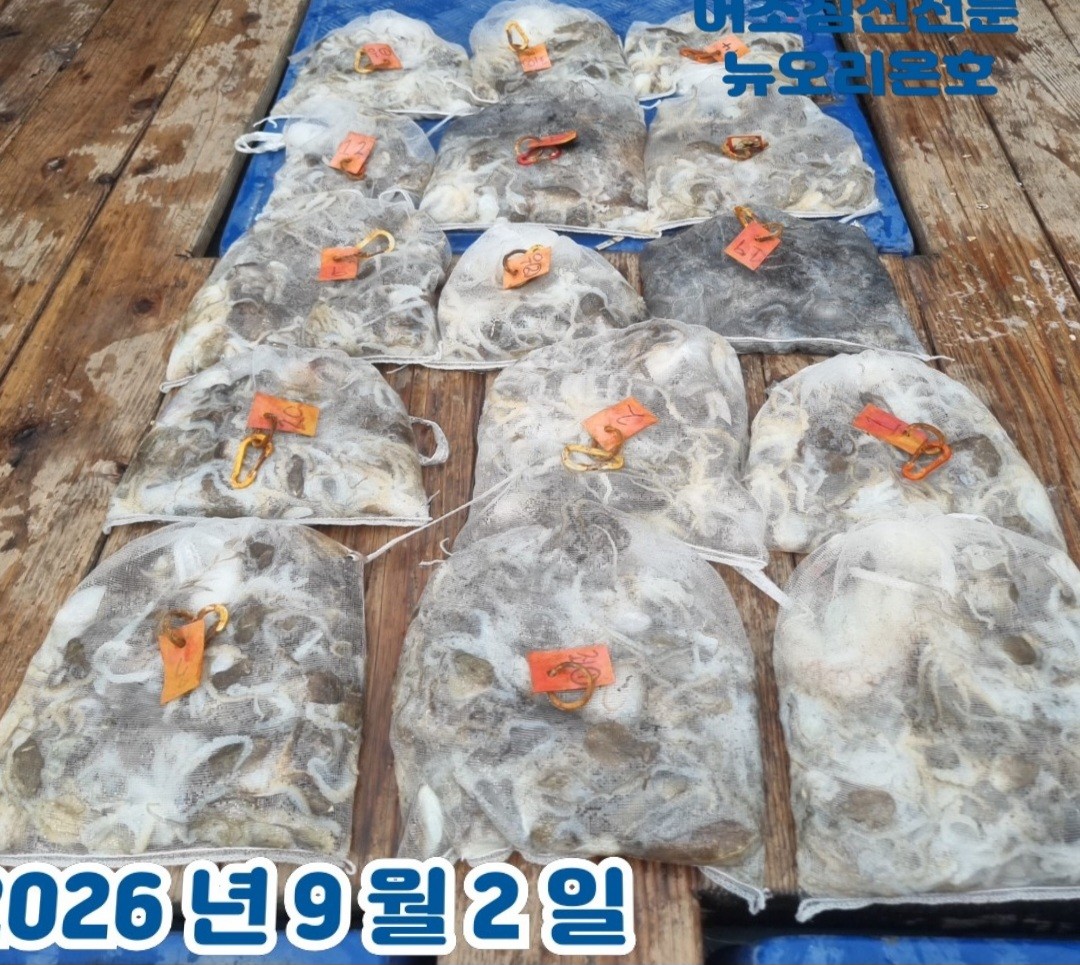 9월 2일 군산 주꾸미 선상낚시 조황 현장 사진 2