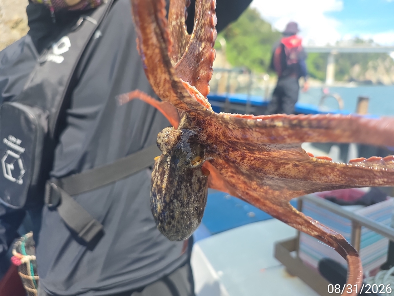 9월 2일 남해 문어 선상낚시 조황 현장 사진 10