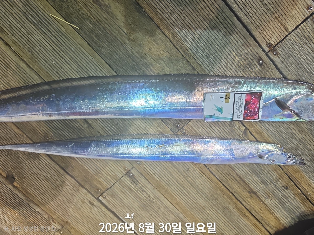 9월 2일 진해 갈치 선상낚시 조황 현장 사진 9