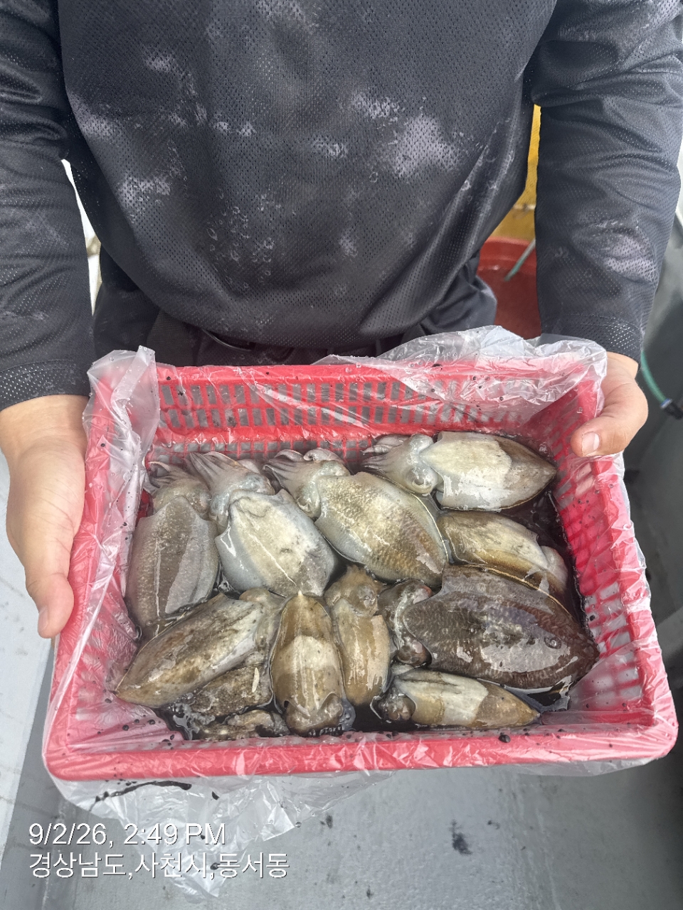 9월 2일 삼천포 갑오징어 선상낚시 조황 현장 사진 7