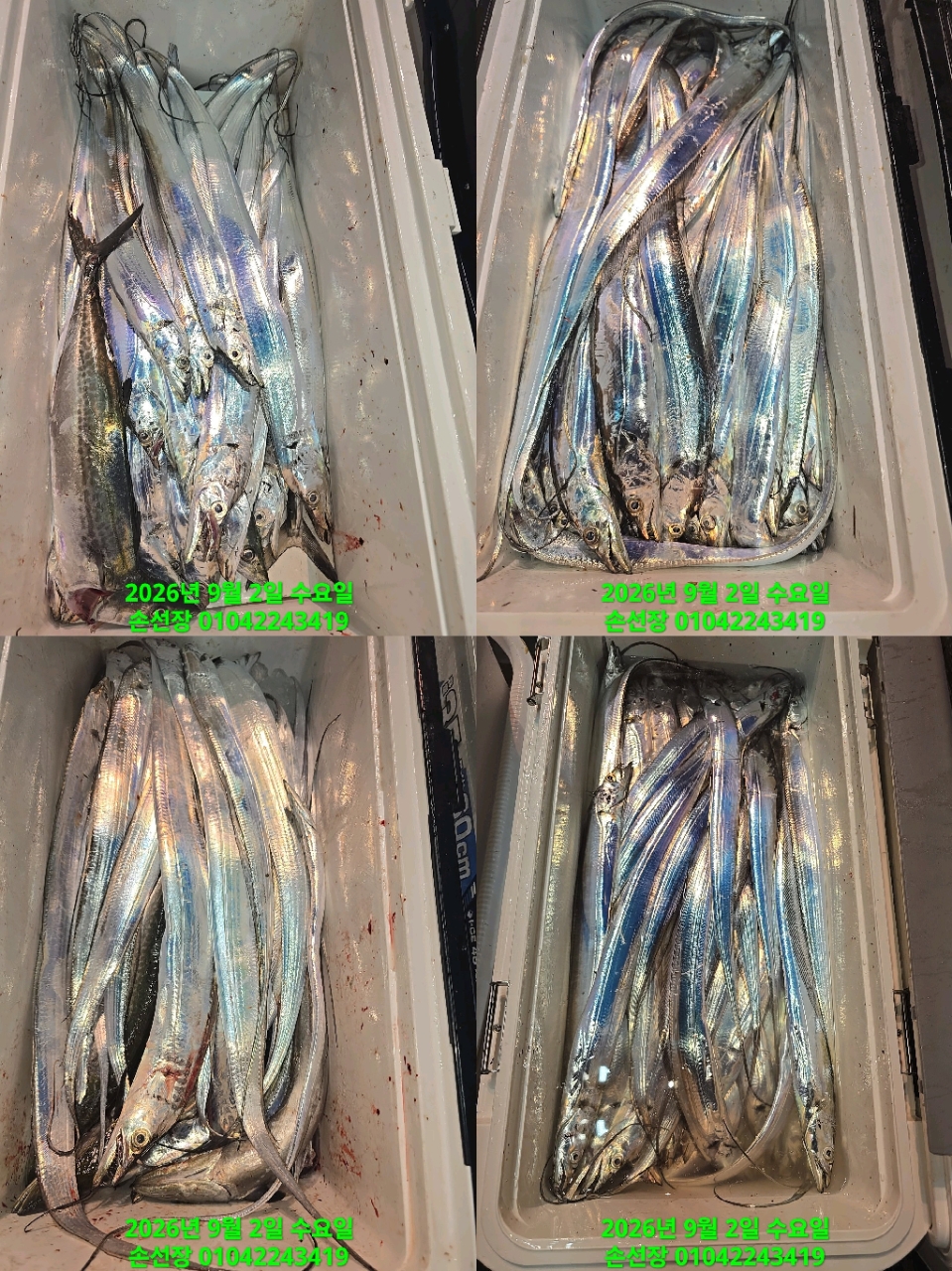 9월 2일 갈치 선상낚시 조황 현장 사진 4