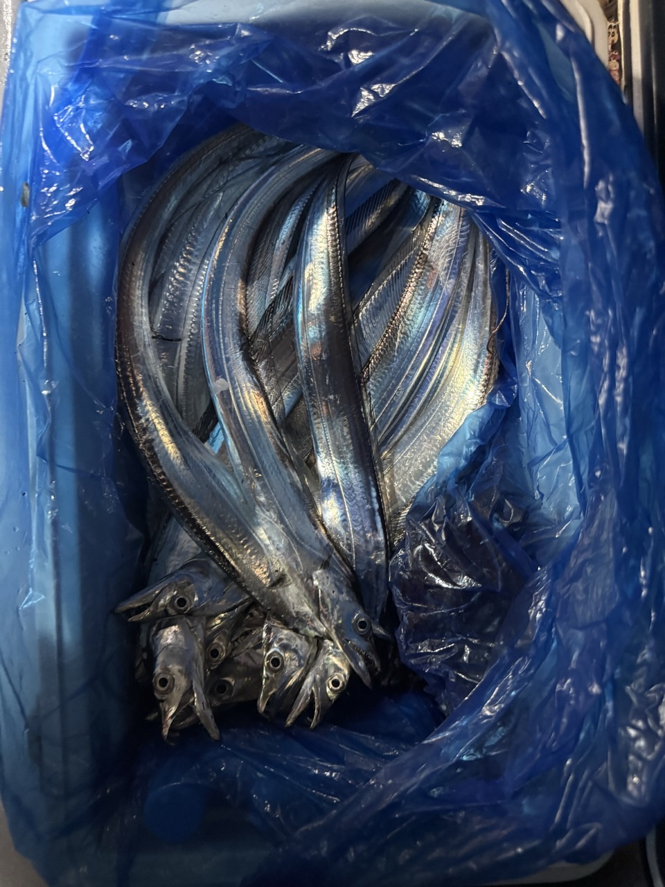 9월 1일 목포 갈치 선상낚시 조황 현장 사진 13