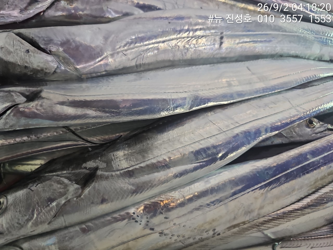 9월 2일 거제 선상낚시 조황 현장 사진 11