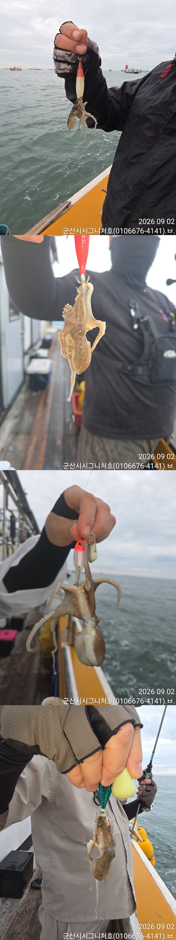 9월 2일 군산 주꾸미 선상낚시 조황 현장 사진 3