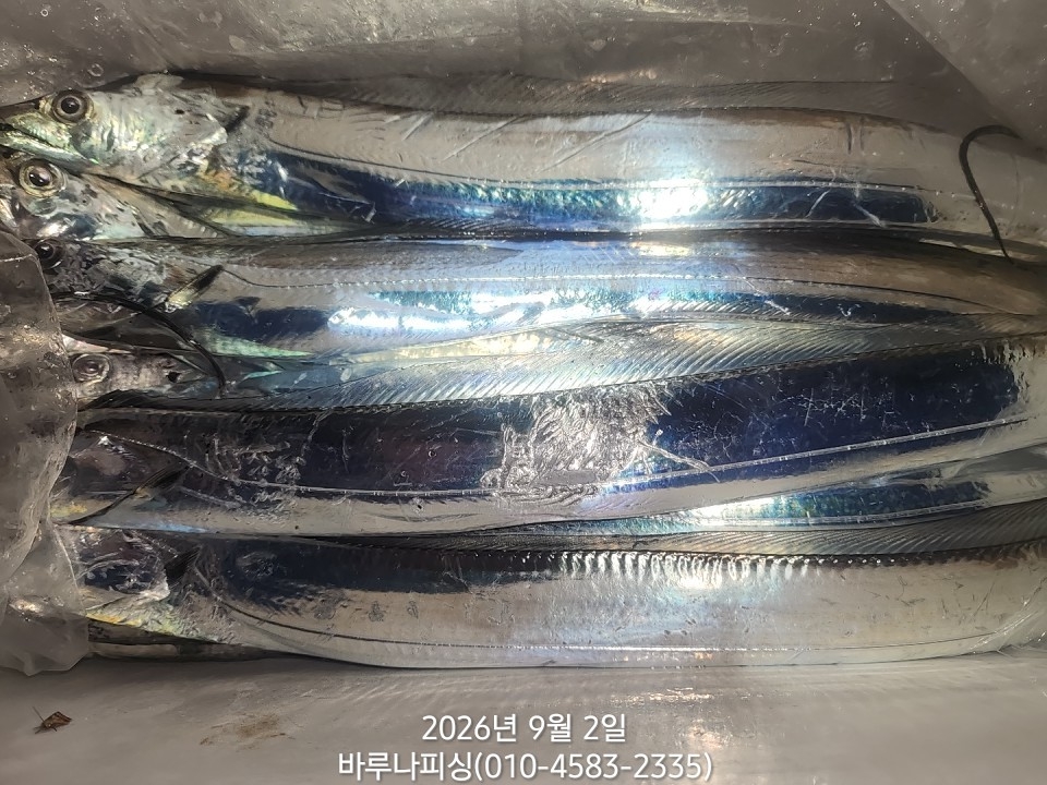 9월 1일 갈치 선상낚시 조황 현장 사진 11