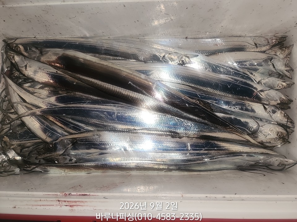 9월 1일 갈치 선상낚시 조황 현장 사진 4