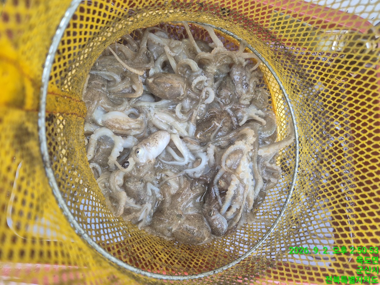 9월 2일 군산 갑오징어 선상낚시 조황 현장 사진 1