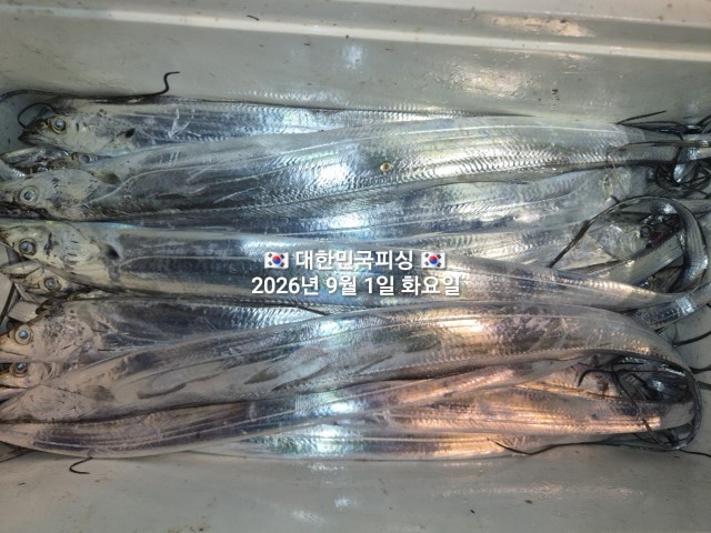 9월 4일 갈치 선상낚시 조황 현장 사진 5
