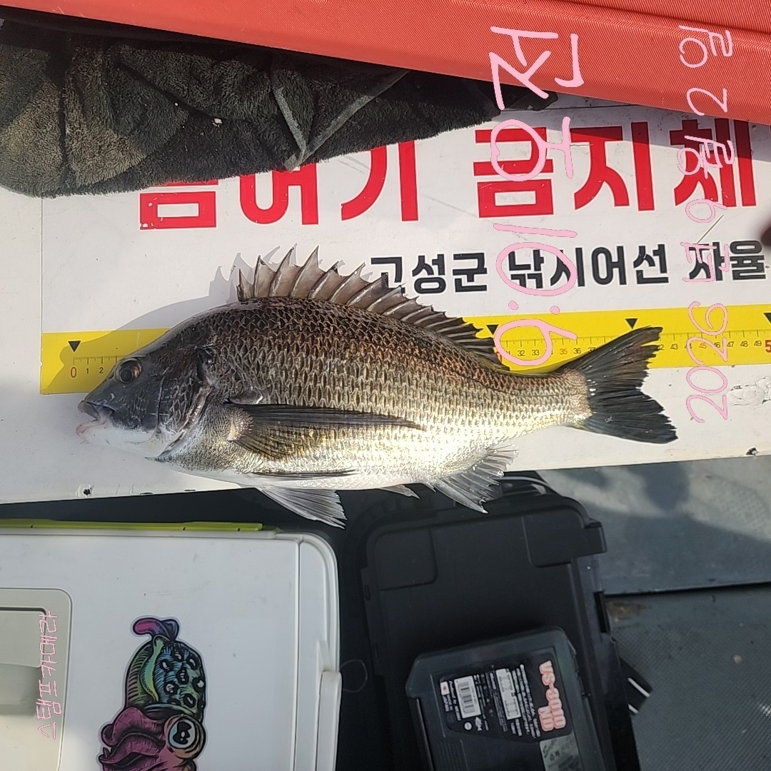 9월 2일 고성 감성돔 선상낚시 조황 현장 사진 2