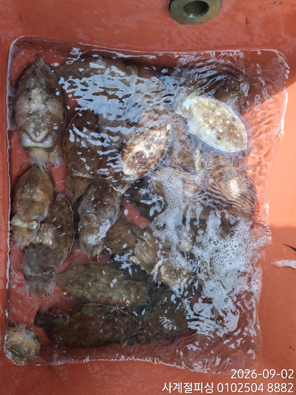 9월 2일 삼천포 갑오징어 선상낚시 조황 현장 사진 10