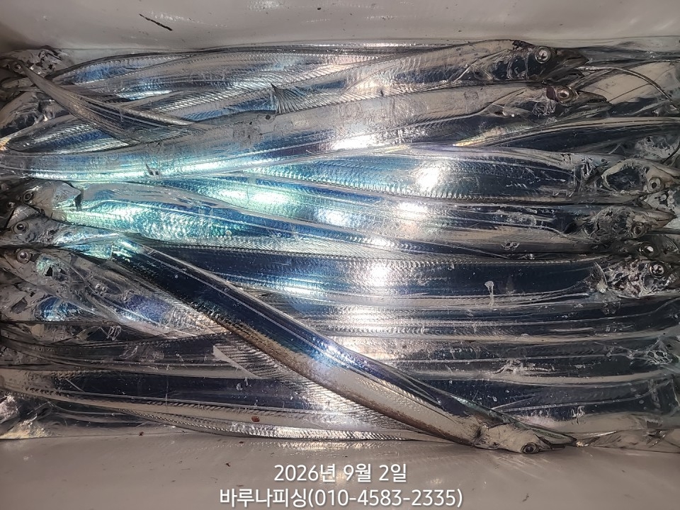 9월 1일 갈치 선상낚시 조황 현장 사진 14