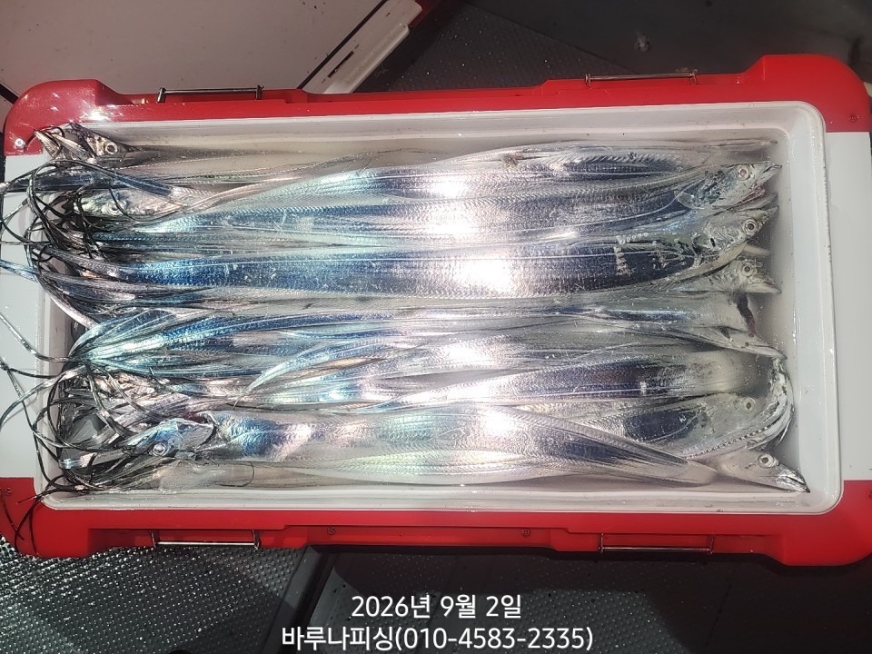 9월 1일 갈치 선상낚시 조황 현장 사진 7