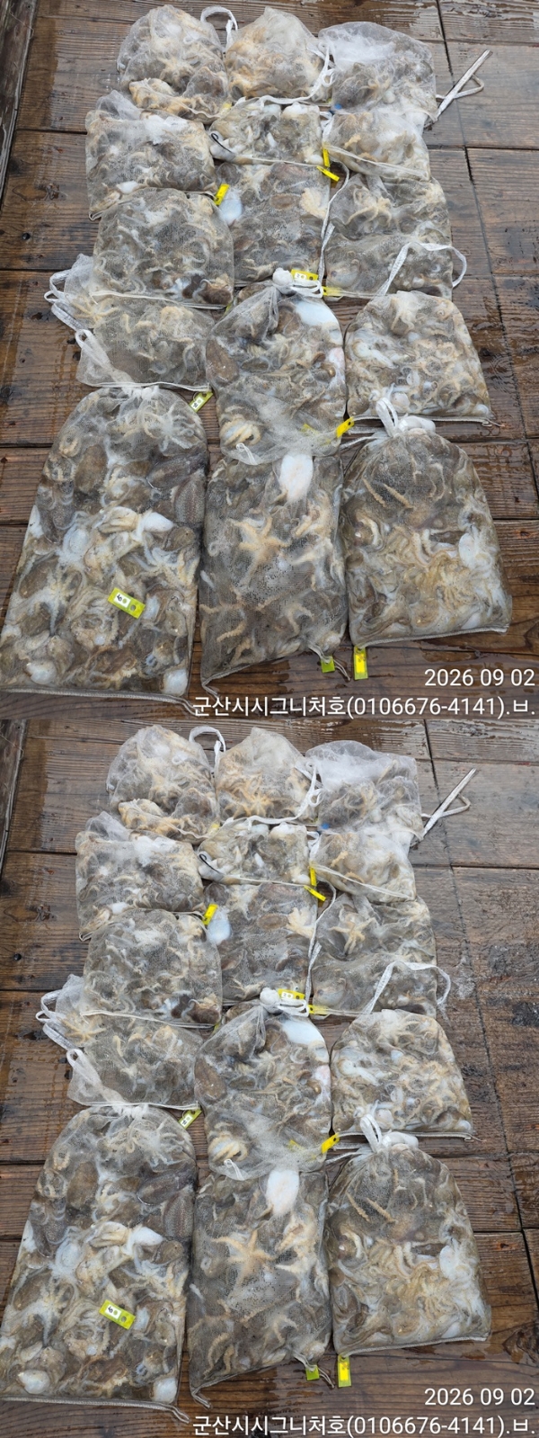 9월 2일 군산 주꾸미 선상낚시 조황 현장 사진 6