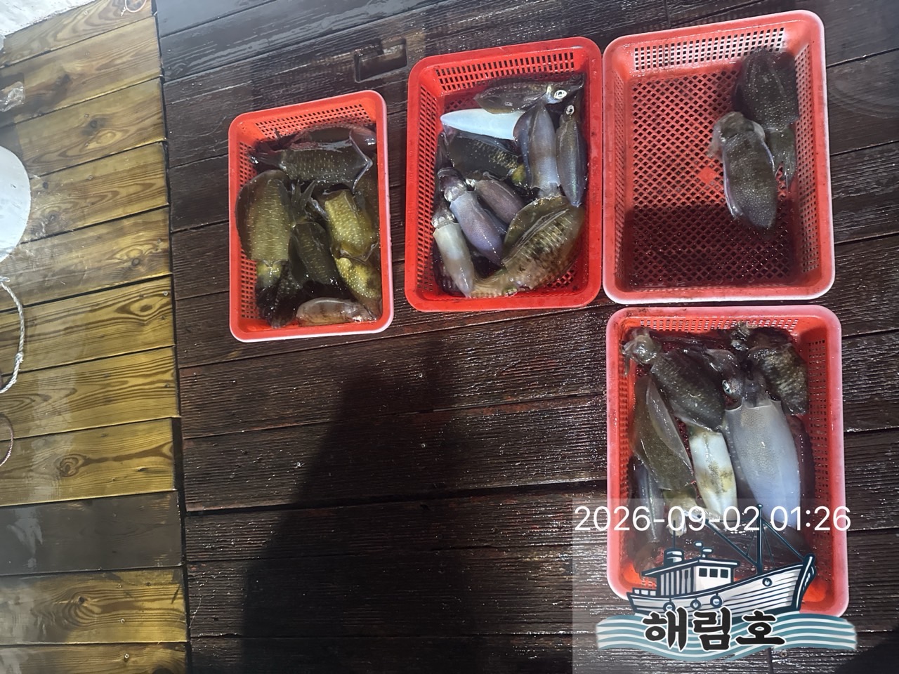 9월 1일 여수 무늬오징어 선상낚시 조황 현장 사진 3