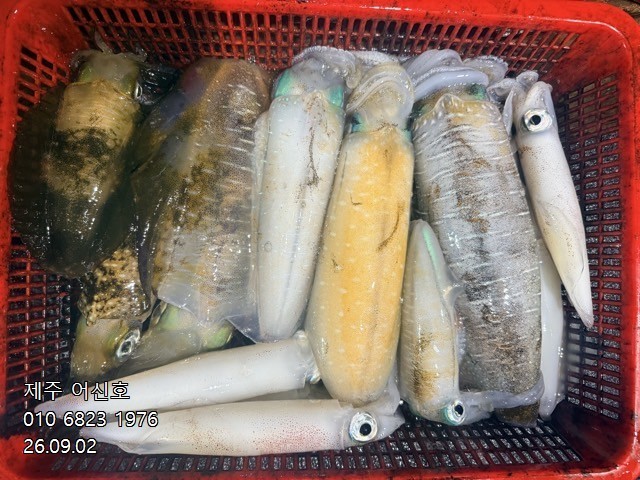 9월 1일 제주 무늬오징어 선상낚시 조황 현장 사진 10
