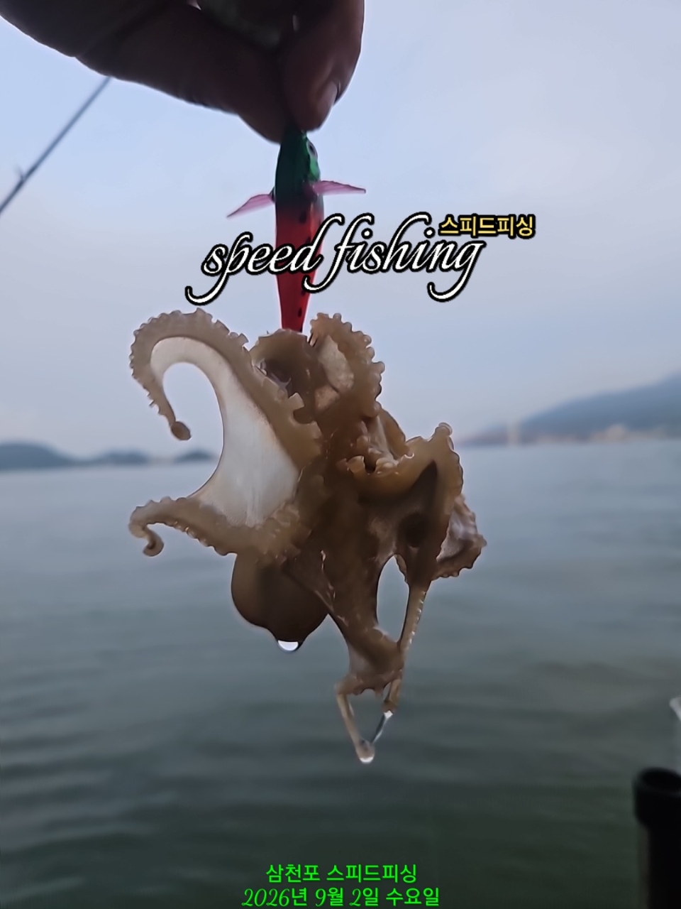 9월 2일 삼천포 주꾸미 선상낚시 조황 현장 사진 3