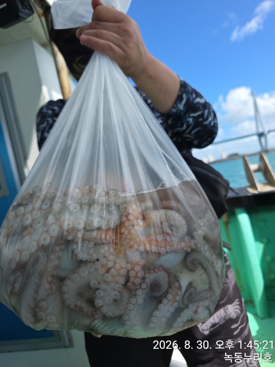 9월 3일 문어 선상낚시 조황 현장 사진 1