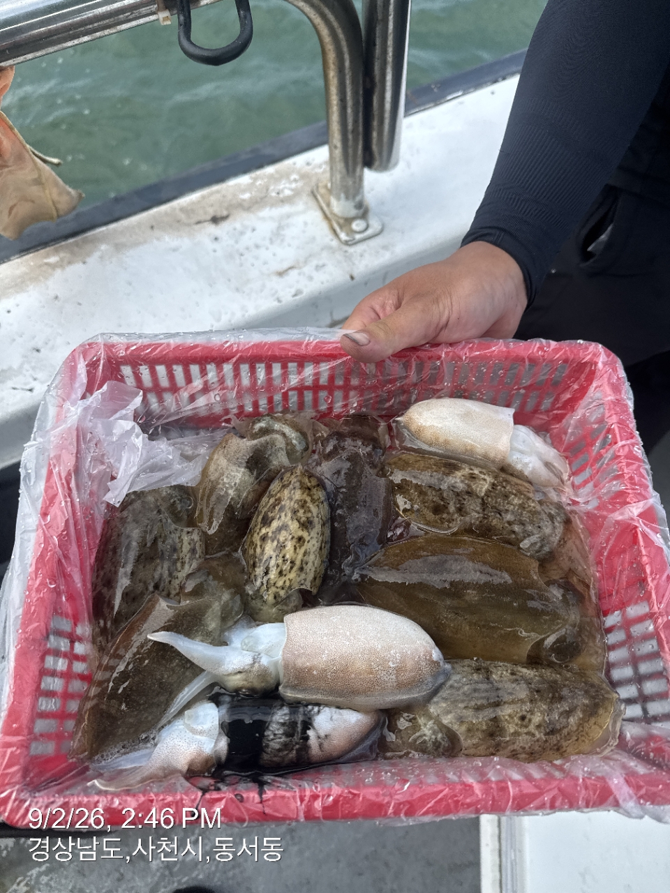 9월 2일 삼천포 갑오징어 선상낚시 조황 현장 사진 4