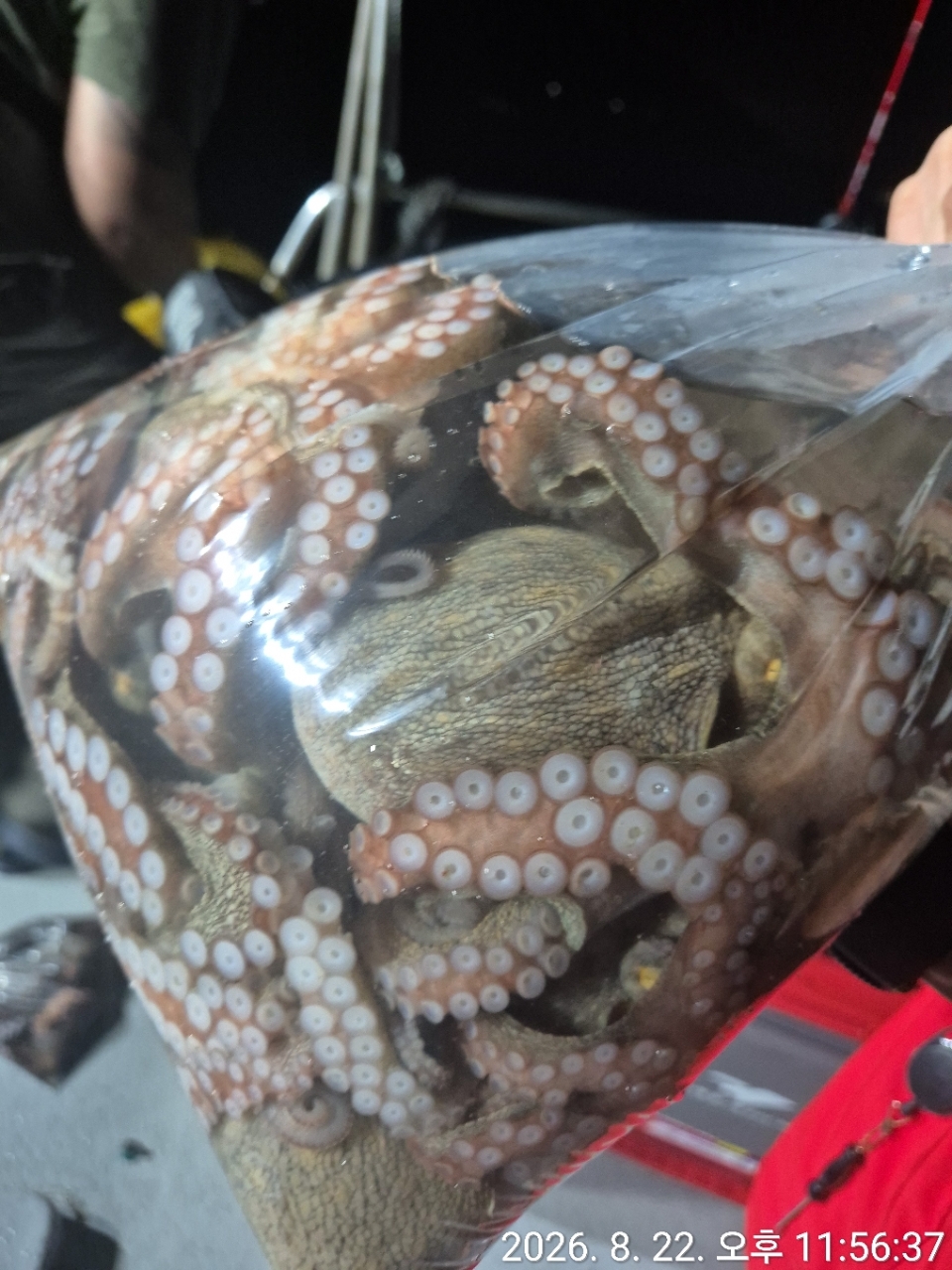 9월 2일 문어 선상낚시 조황 현장 사진 2