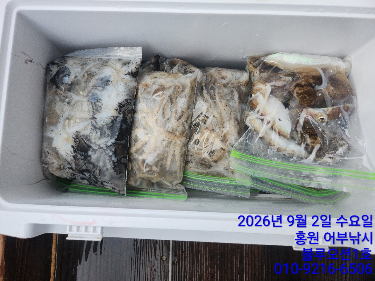9월 2일 주꾸미 선상낚시 조황 현장 사진 2