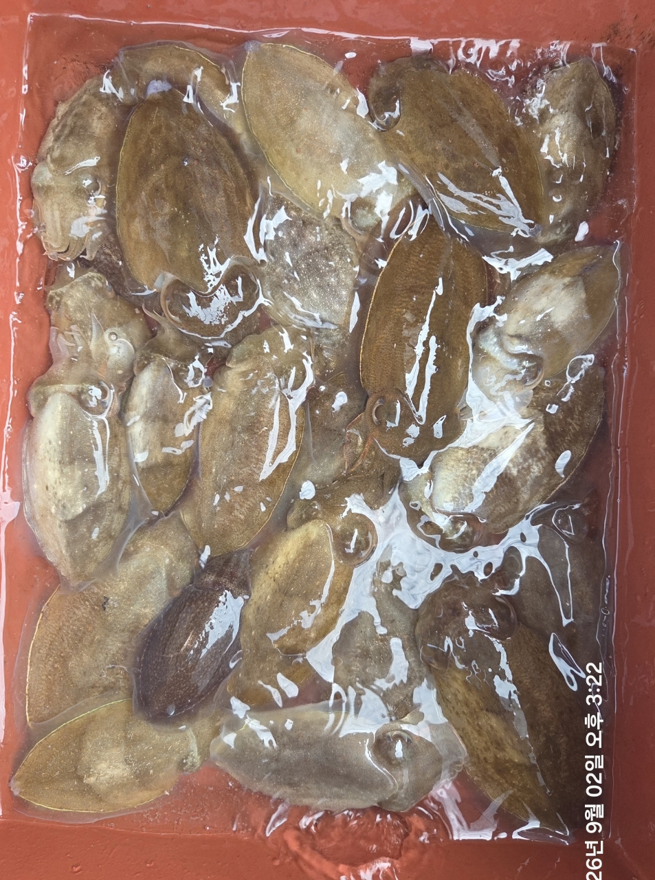 9월 2일 여수 갑오징어 선상낚시 조황 현장 사진 6
