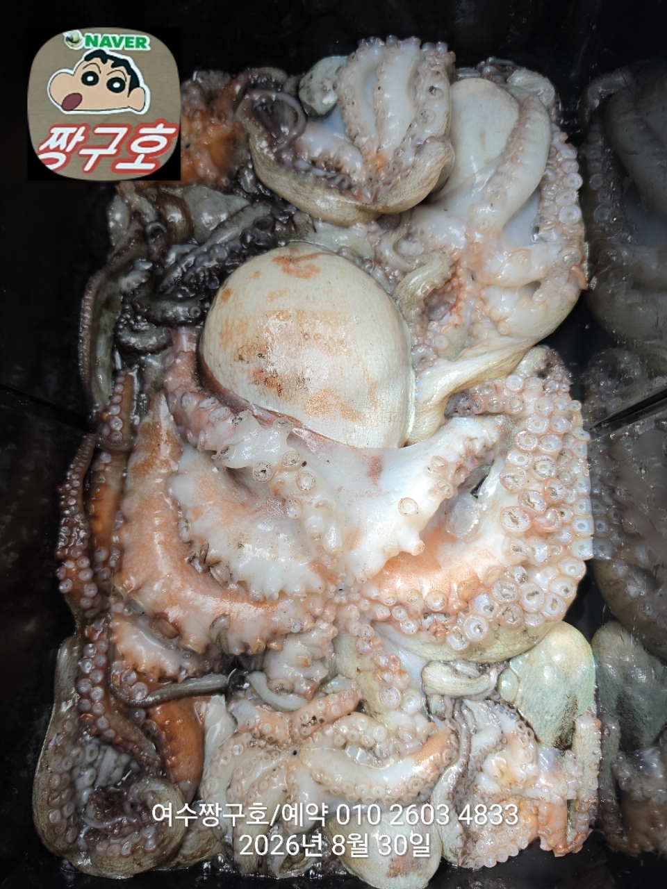 9월 2일 여수 문어 선상낚시 조황 현장 사진 21